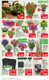 Stauden im Kaufland Prospekt in Falkensee Aktueller Kaufland Prospekt mit Stauden, "Aktuelle Angebote", Seite 3