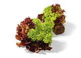 Aktuelle Salat Angebote bei Netto Marken-Discount in Stuttgart Aktuelles Salat mit Wurzelballen Angebot bei Netto Marken-Discount in Stuttgart ab 1,00 €