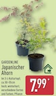 ALDI Nord Allendorf - Japanischer Ahorn Angebot im Prospekt Japanischer Ahorn bei ALDI Nord im Allendorf Prospekt für 7,99 €