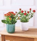 Rosier ou kalanchoe - Super U à Tours Rosier ou kalanchoe en promo chez Super U Tours à 4,99 €