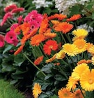 GERBERA POT 17 CM - Intermarché à Montpellier GERBERA POT 17 CM en promo chez Intermarché Montpellier à 9,99 €