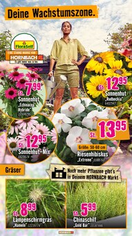 Pflanzen im Hornbach Prospekt "Dir ist vieles Latte. Nur nicht Dein Garten." mit 31 Seiten (Heidelberg)