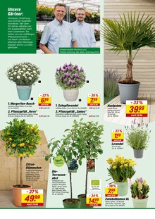 Blumen im toom Baumarkt Prospekt "Willkommen zur großen Neueröffnung!" mit 8 Seiten (Recklinghausen)