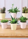 Cactus ou succulentes - Hyper U à Reims Cactus ou succulentes en promo chez Hyper U Reims à 5,99 €