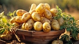 Kartoffeln im Angebot bei Marktkauf in Nürtingen Kartoffeln Angebote von Gut & Günstig bei Marktkauf Nürtingen für 2,29 €