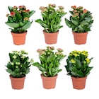 Kalanchoe - Carrefour à Bordeaux Kalanchoe en promo chez Carrefour Bordeaux à 1,99 €