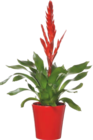 BROMÉLIA - GARDENLINE en promo chez Aldi BROMÉLIA - GARDENLINE dans le catalogue Aldi