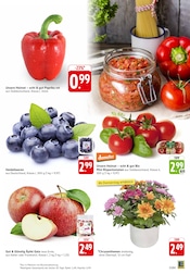 Blumen im EDEKA Prospekt in Pirmasens Aktueller EDEKA Prospekt mit Blumen, "Aktuelle Angebote", Seite 3