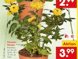 Aktuelle Blumen Angebote bei Netto Marken-Discount in Mannheim Aktuelles Chrysanthemen PomPon Angebot bei Netto Marken-Discount in Mannheim ab 3,99 €