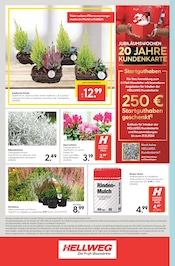 Aktueller Hellweg Prospekt mit Blumentopf, "Die Profi-Baumärkte", Seite 20