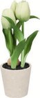 Künstliche Tulpen im Angebot bei Lidl in Rodgau Künstliche Tulpen Angebote von Livarno bei Lidl Rodgau für 2,99 €