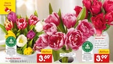 Tulpen Harlekin Angebote bei Netto Marken-Discount Ansbach für 3,69 €