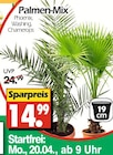 Palmen-Mix Phoenix im aktuellen Prospekt bei Wreesmann in Tielen