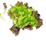 Dtsch. Multicolor-Salat bei Kaufland im Prospekt  für 1,00 €