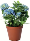 Aktuelles Hortensien Angebot bei Zimmermann in Bremerhaven ab 5,99 €