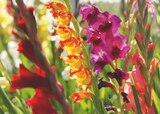Promo Glaïeul à grandes fleurs à 8,99 € dans le catalogue Jardiland à La Petite-Boissière