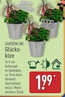 Glücksklee im ALDI Nord Prospekt Glücksklee von Gardenline im aktuellen ALDI Nord Prospekt für 1,99 €