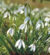 Schneeglöckchen Galanthus bei BAUHAUS in Willich Schneeglöckchen Galanthus im Angebot bei BAUHAUS Willich für 2,99 €