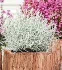 Stacheldraht bei Garten-Center Nordharz GmbH & Co. KG im Prospekt "" für 1,79 €