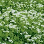 Bio-Kräuter Angebote bei toom Baumarkt Ravensburg für 4,29 €