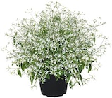 Zauberschnee im Angebot bei Penny in Königswinter Zauberschnee Angebote bei Penny Königswinter für 2,39 €