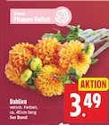 Dahlien für 3,49 € bei E center im Angebot Dahlien im aktuellen E center Prospekt