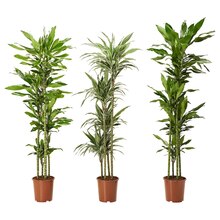 Pflanzen von DRACAENA DEREMENSIS im aktuellen IKEA Prospekt für €59.99