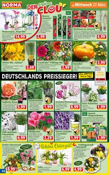 Blumenstrauß im Norma Prospekt "Mehr fürs Geld" mit 16 Seiten (Rostock)