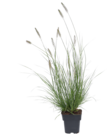 Lampenputzergras bei Blumen Ostmann im Wildeshausen Prospekt für 3,99 €
