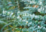 Eucalyptus “Azura” dans le catalogue Jardiland