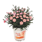 Blumen im EDEKA Prospekt Nelken Mix im aktuellen EDEKA Prospekt für 2,49 €
