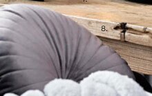 Ernstings family Frankfurt - Kissen Kissen Angebot bei Ernstings family Frankfurt im Prospekt "Herbst-Klopfen."
