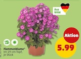 Flammenblume im Angebot bei Penny in Herten Flammenblume Angebote bei Penny Herten für 5,99 €
