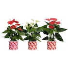 Carrefour Thonon-les-Bains - Promo Anthurium Promo Anthurium à 9,99 € dans le catalogue Carrefour à Thonon-les-Bains
