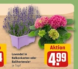 Lavendel in Balkonkasten oder Ballhortensie Angebote bei REWE Rodgau für 4,99 €