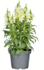 Aktuelle Pflanzen Angebote bei toom Baumarkt in Krefeld Aktuelles Löwenmäulchen 13-cm-Topf Angebot bei toom Baumarkt in Krefeld ab 2,99 €
