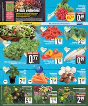Aktueller EDEKA Prospekt mit Stauden, "DAS BESTE DER WOCHE", Seite 6