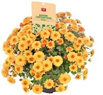 Aktuelle Pflanzen Angebote bei REWE in Jena Aktuelles Besenheide Angebot bei REWE in Jena ab 1,99 €