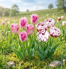 Tulpen „Crispa“ oder „Double“ Angebote bei Thomas Philipps Leverkusen für 1,99 €