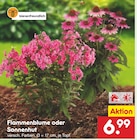 Flammenblume oder Sonnenhut im Angebot bei Netto Marken-Discount in Lüdenscheid Flammenblume oder Sonnenhut Angebote bei Netto Marken-Discount Lüdenscheid für 6,99 €