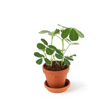 Nature & Découvertes Illzach - POT DE CACAHUÈTES À FAIRE POUSSER Promo POT DE CACAHUÈTES À FAIRE POUSSER dans le catalogue Nature & Découvertes "Balcons et jardins en fête !" à Illzach