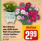 Mini-Blühmix oder REWE Beste Wahl Chrysantheme »Sixtie Familie« im Angebot bei REWE in Ibbenbüren Mini-Blühmix oder REWE Beste Wahl Chrysantheme »Sixtie Familie« Angebote bei REWE Ibbenbüren für 2,99 €