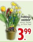Frühlingszwiebeln von  im aktuellen EDEKA Prospekt für 3,99 €