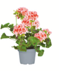 Geranie im Angebot bei toom Baumarkt in Emden Geranie Angebote bei toom Baumarkt Emden für 2,59 €