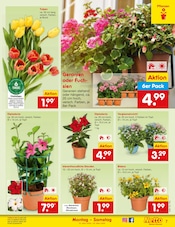 Aktueller Netto Marken-Discount Prospekt mit Blumen, "Aktuelle Angebote", Seite 7