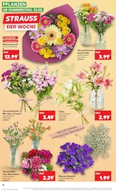 Aktueller Kaufland Prospekt mit Pflanzen, "Aktuelle Angebote", Seite 18