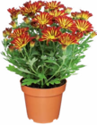 Chrysantheme von  im aktuellen Netto Marken-Discount Prospekt für 2,49 €