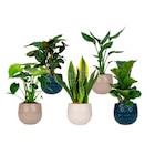 Plante verte en promo chez Carrefour Niort à 7,99 €