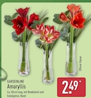 ALDI Nord Recklinghausen - Amaryllis Angebot im Prospekt Amaryllis bei ALDI Nord im Recklinghausen Prospekt für 2,49 €