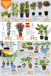Dekoration Angebot & Preis im aktuellen Globus-Baumarkt Prospekt Dekoration Angebot im aktuellen Globus-Baumarkt Prospekt auf Seite 6